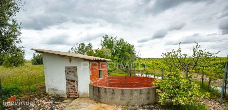 Vinha e Alfaias para venda marque já a sua visita.. - Grande imagem: 2/10