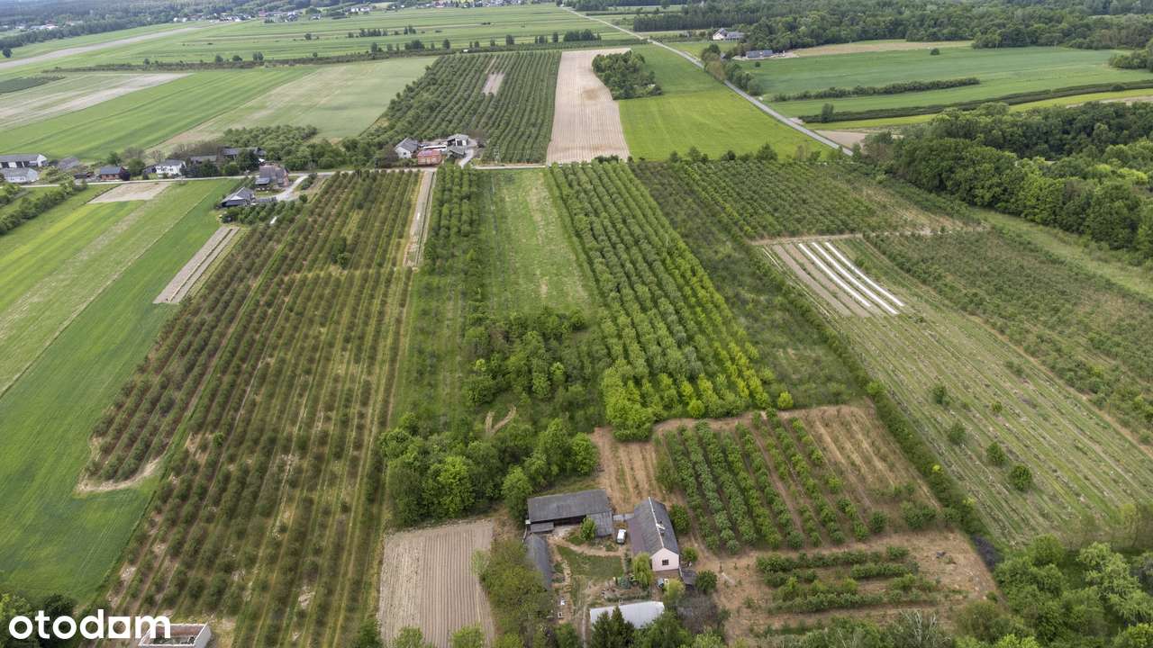 Na sprzedaż działka gruntowa 3,1236 HA - Kolonia Boiska - Pełny obrazek: 2/3