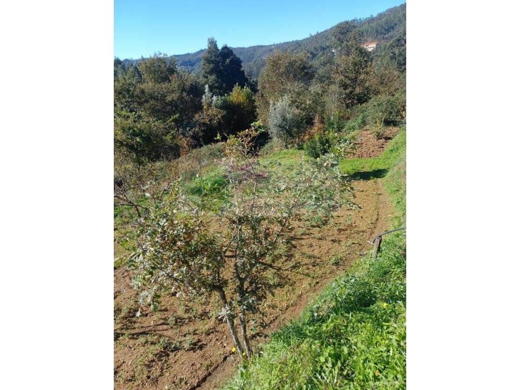 TERRENO PARA CONSTRUÇÃO | SILVA ESCURA - Grande imagem: 5/5