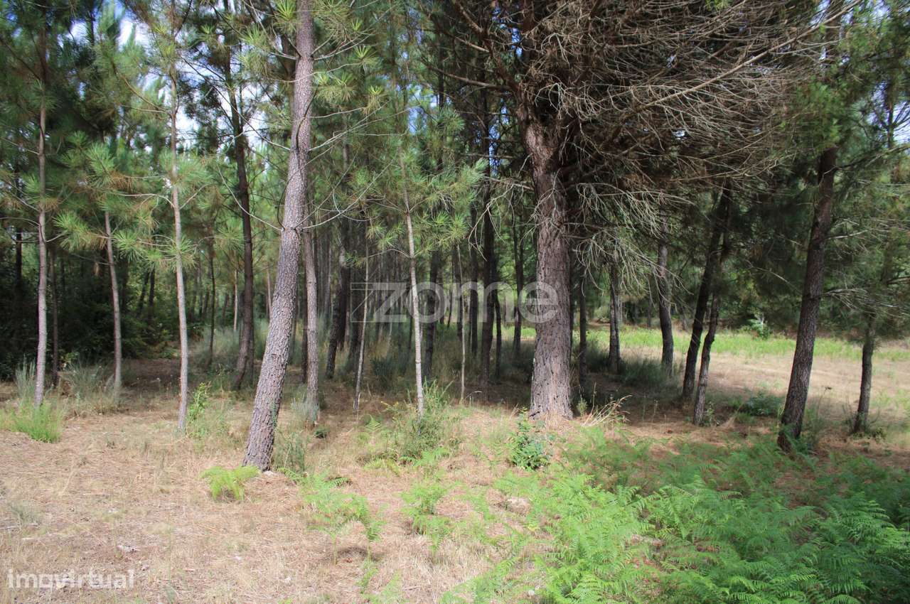 Terreno com pinhal e e mato a 15 minutos de Viseu - Grande imagem: 1/35