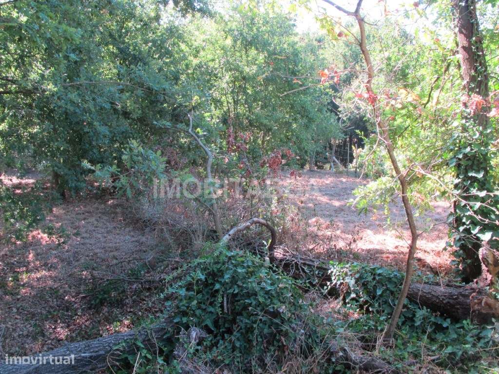 Terreno para construção em Santa Comba Dão - Grande imagem: 4/4