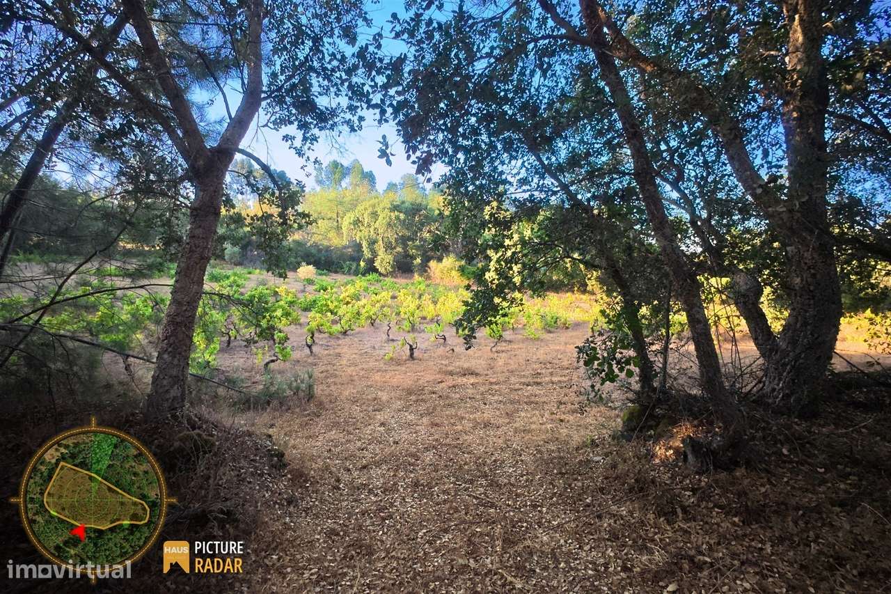 Terreno com Vinha e Poço em Granito | Salgueiro do Campo-10