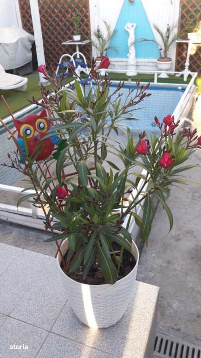 Casa in Coiciu 3 camere teren 265 - Imagine principală: 2/8