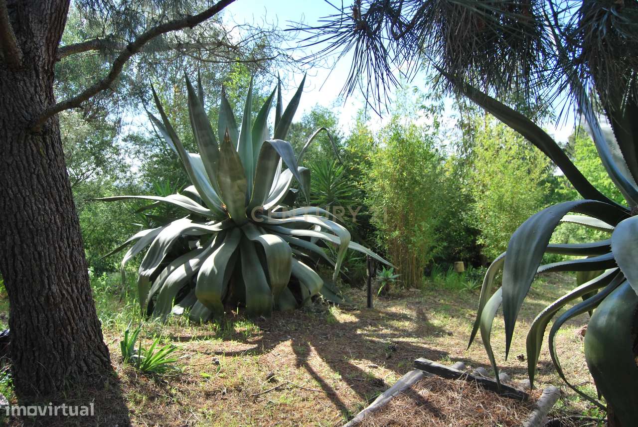 Terreno rústico 28200m2 em Vale do Junco, Chamusca, Golegã-30