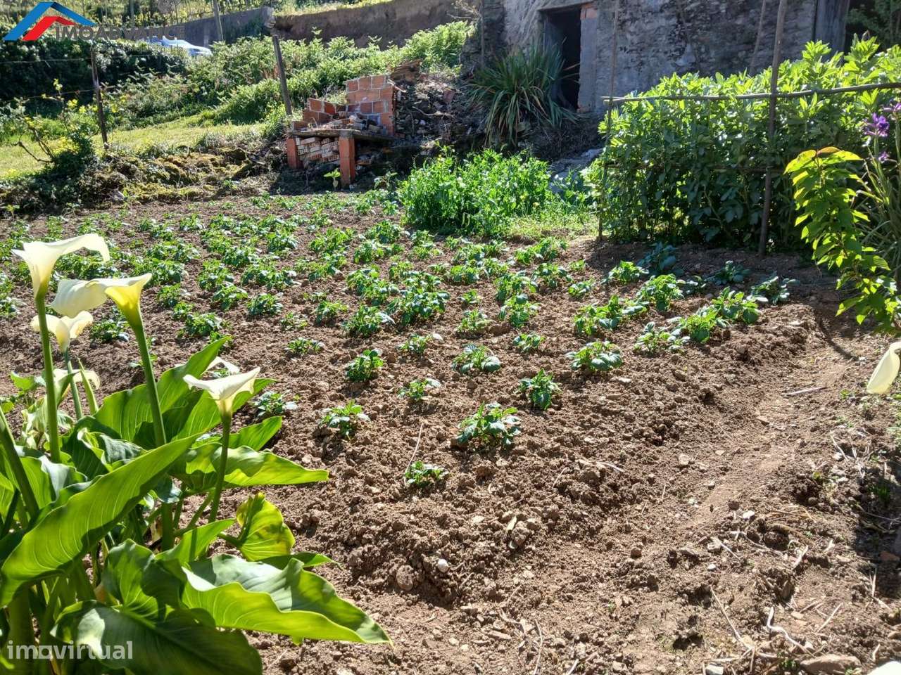 Casa para Recuperar com Terreno e Lagar em Lorvão, Penacova, Coimbra-52