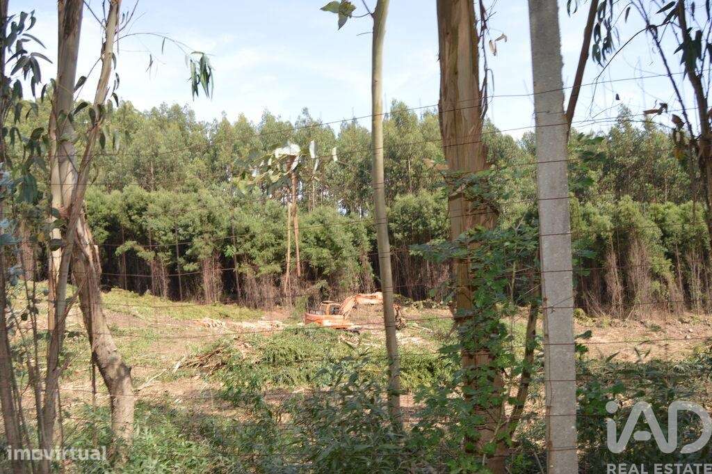 Terreno para construção em Termas de São Vicente de 83204,00 m2 - Grande imagem: 5/14