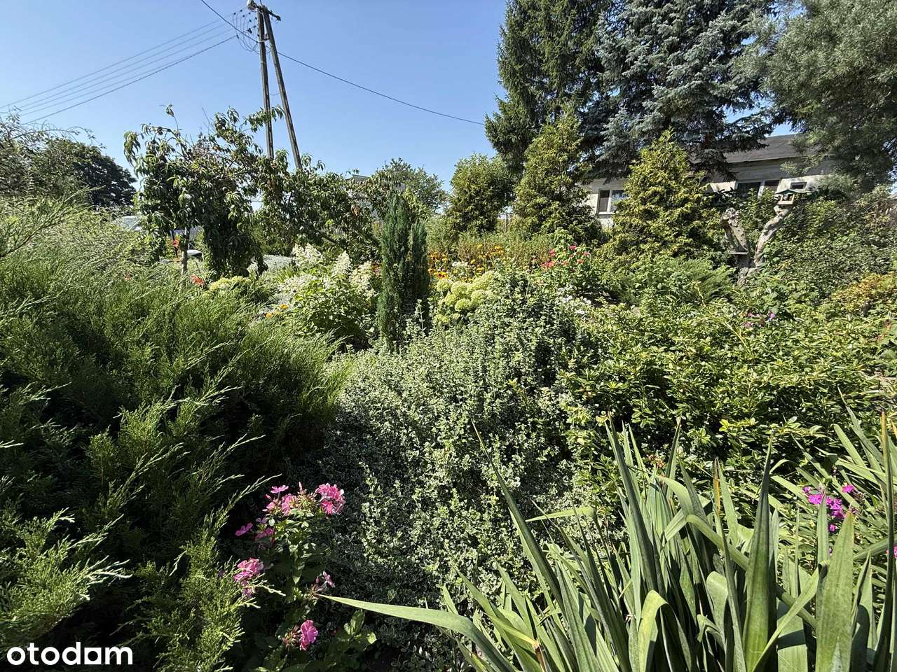 Siedlisko w mazowieckiej wsi-12