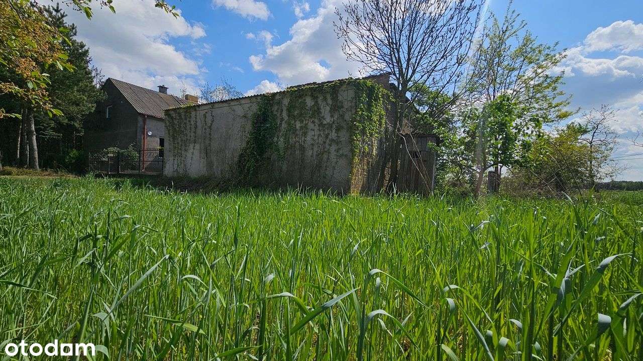 Siedlisko z potencjałem – Piotrków Kujawski, możliwość podziału-16