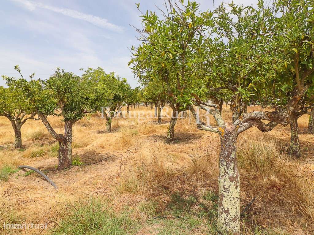 Encantadora quintinha alentejana-9