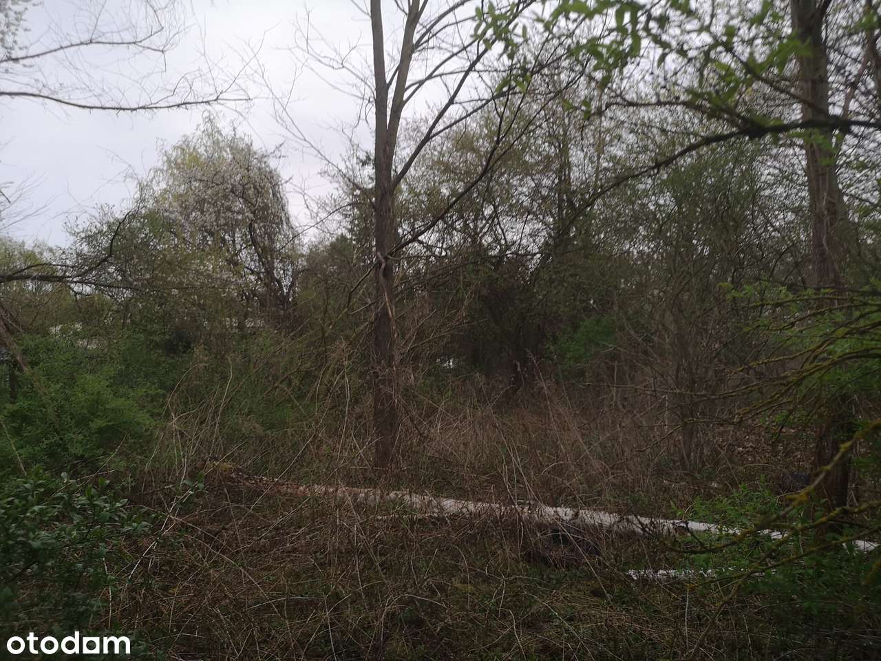 Puszczykowo, przy Warcie-11