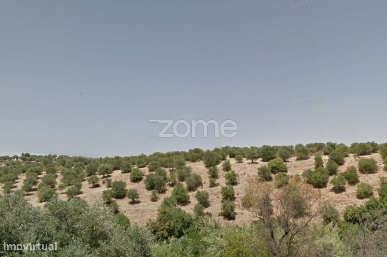 Terreno composto por Olival com 180 Oliveiras - Grande imagem: 4/4