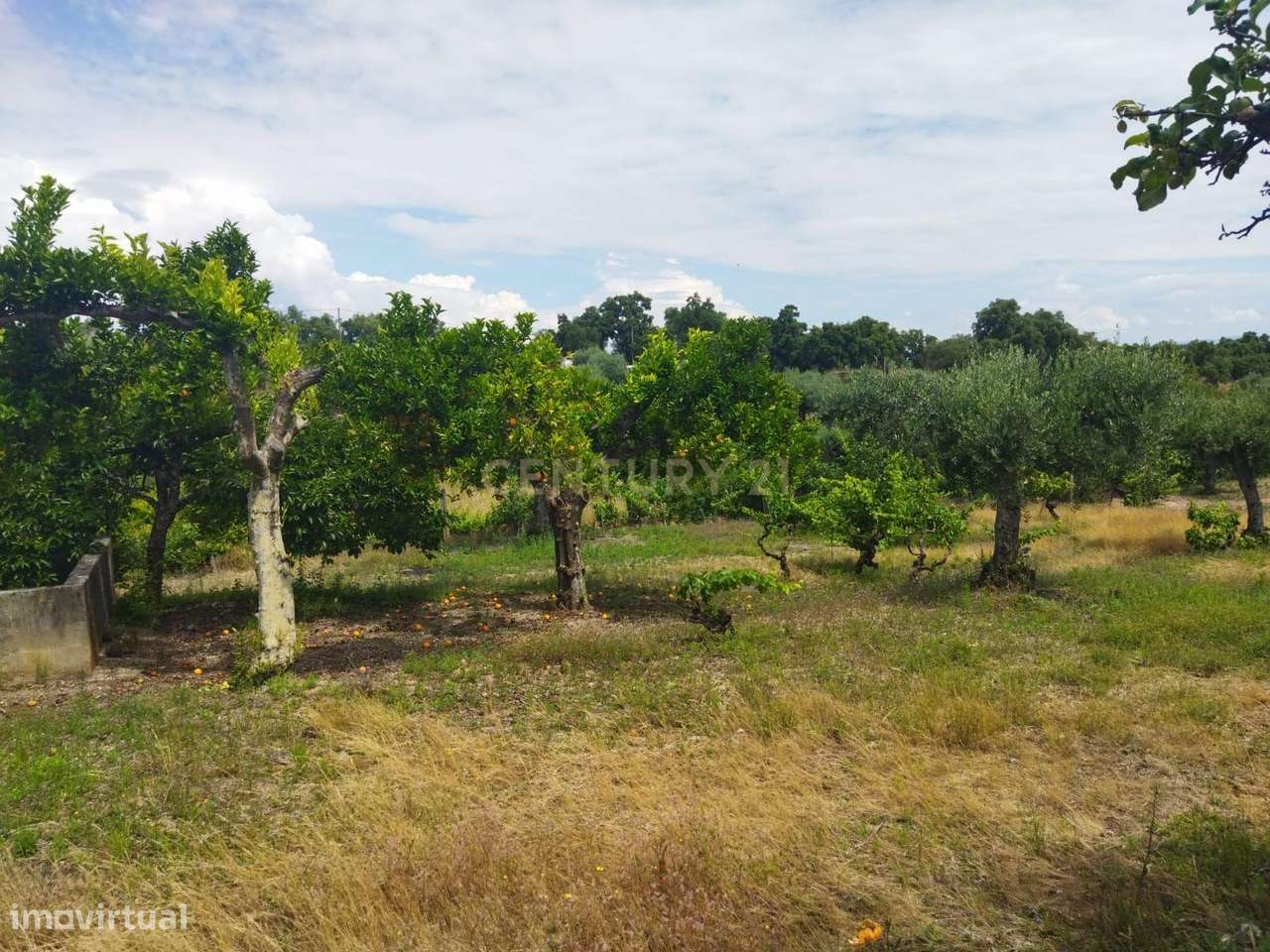 Terreno rústico | Lousa CTB, Castelo Branco-14