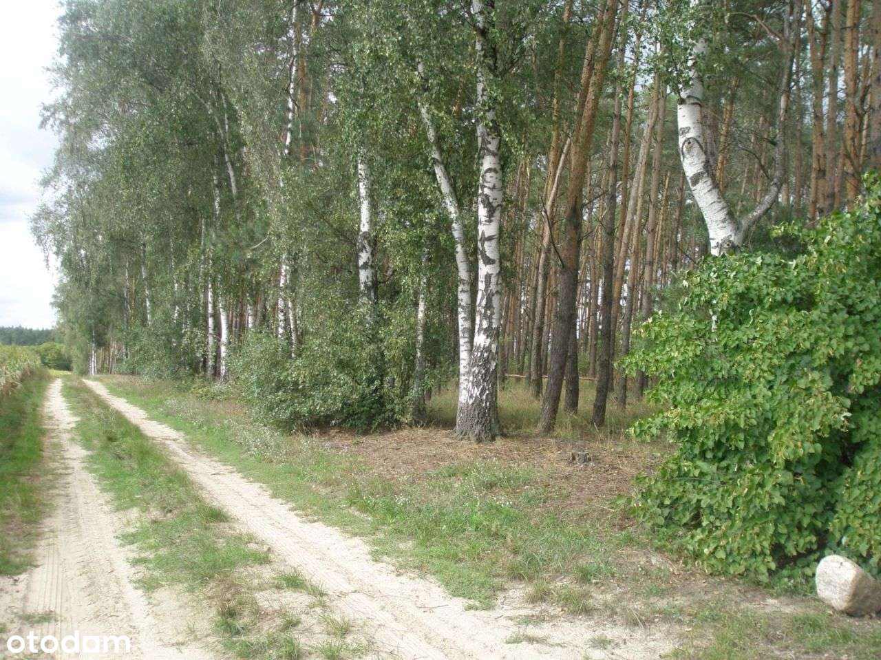 działka Zielątkowo Sepno - Pełny obrazek: 3/3