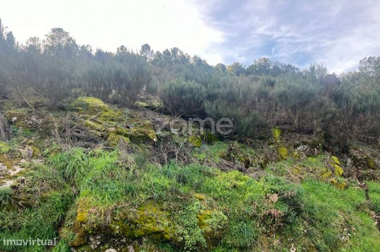 Terreno em Zona Florestal – Ideal para Cultivo ou Caravana - Grande imagem: 4/9