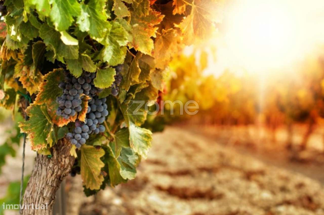 Quinta no Douro - Douro Farm - Douro-TAL-0