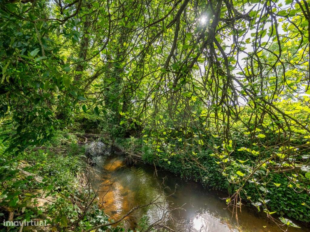 Quinta com duas casas, piscina, ribeira e AgroFloresta | Montemor-o...-15