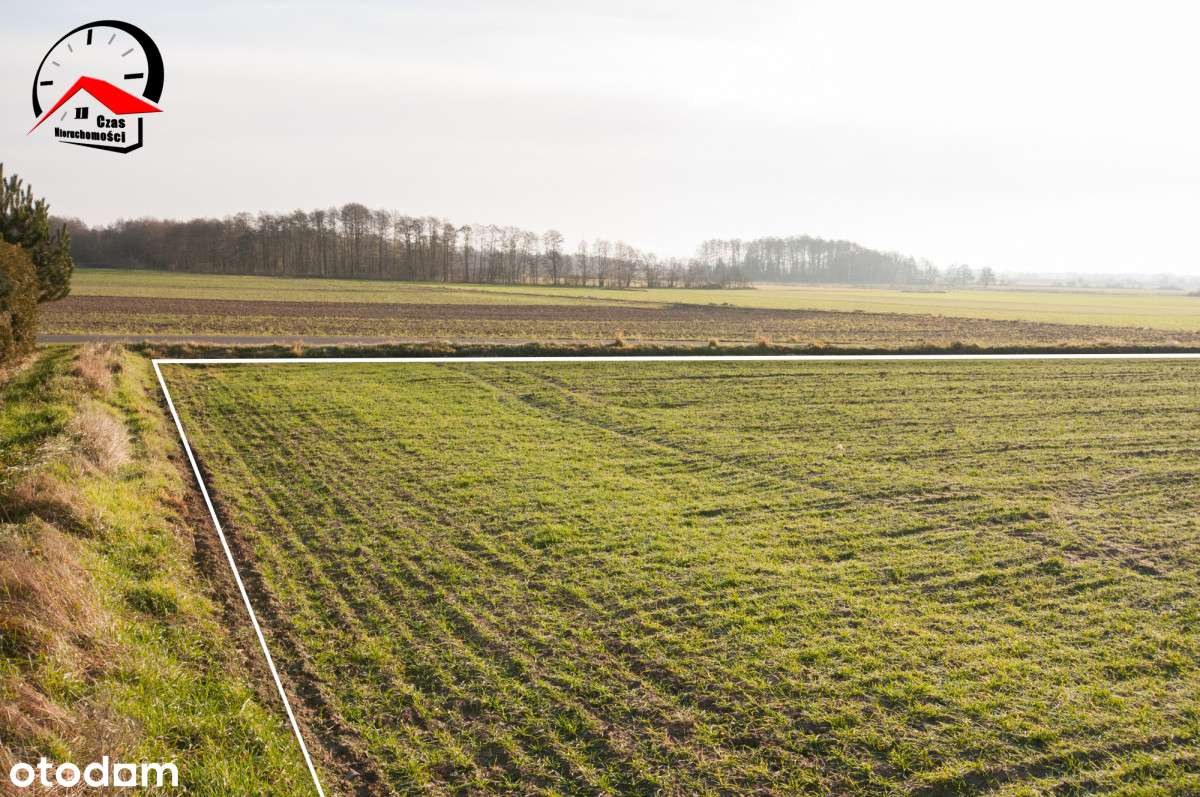 Warunki w trakcie. Duża, płaska. Tanio! - Pełny obrazek: 4/9
