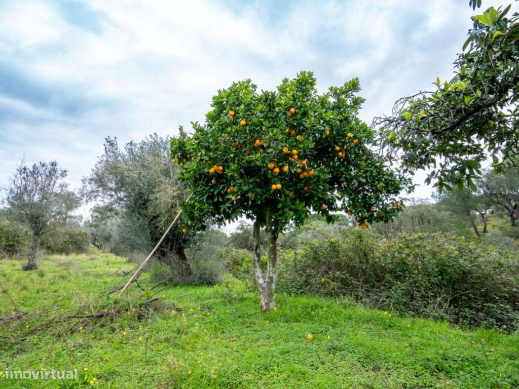 QUINTA COM 5HA DE TERRENO COM 500M2 URBANO - GALVEIAS - PONTE DE SOR-30