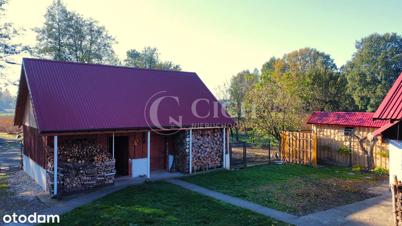 Zadbane siedlisko z prosperującą plantacją jagody kamczackiej.-10