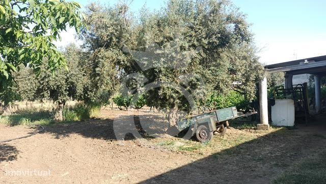 Moradia com grande quintal  - Lote 1960 m2-21