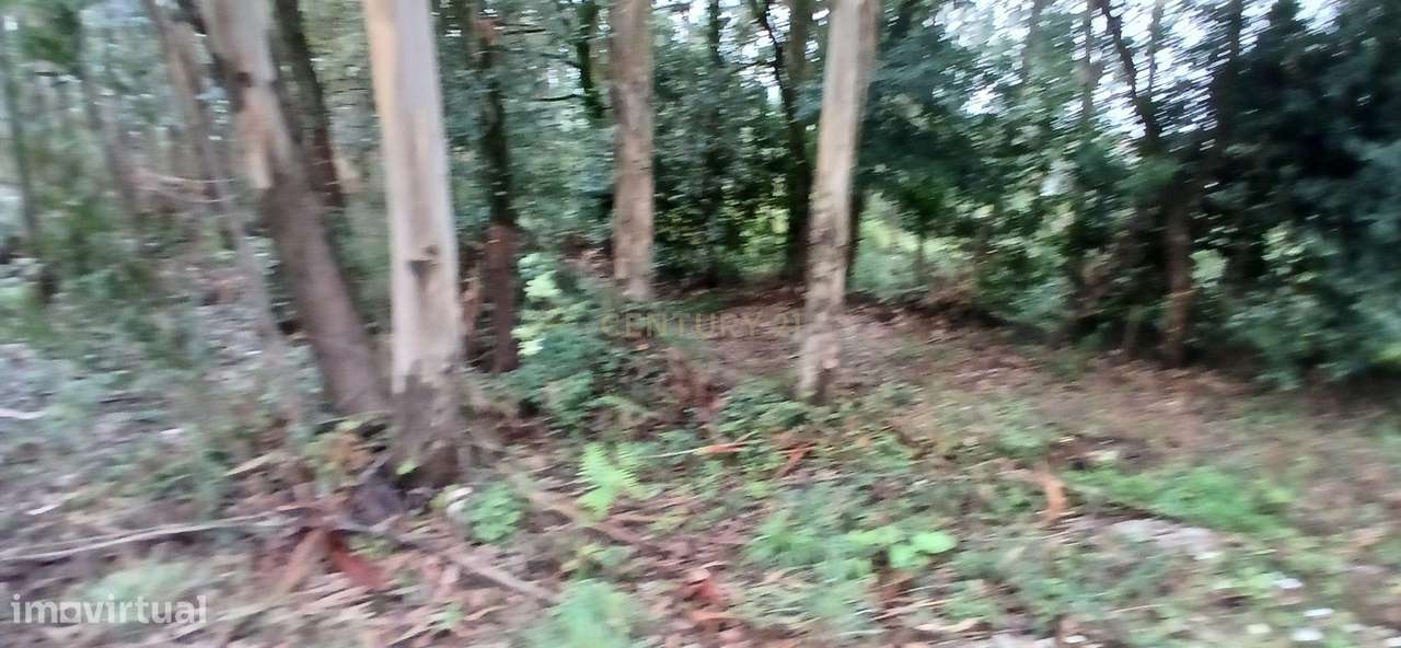 Terreno Rustico para Venda - Carvalhal - Barcelos - Grande imagem: 4/15