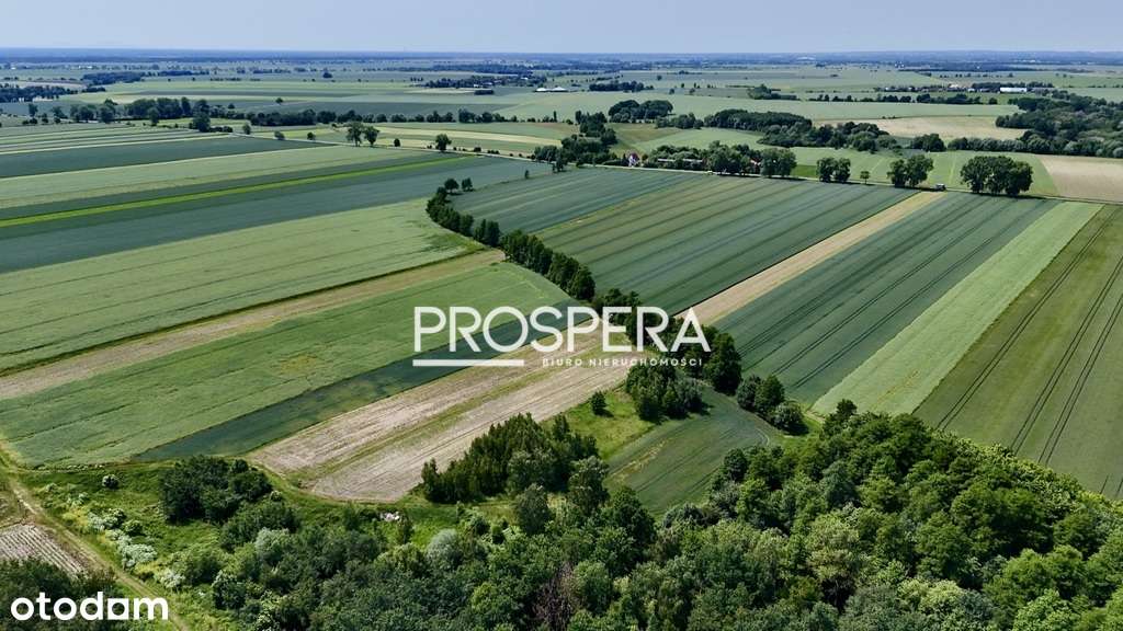 Działka rolna z zabudową siedliskową! - Pełny obrazek: 5/7