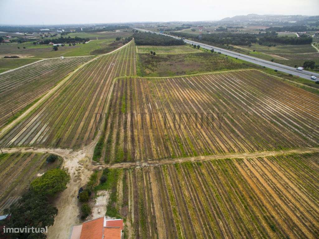 Vinhas Península de Setúbal, casas, anexos e armazém, 45Ha. - Grande imagem: 5/11