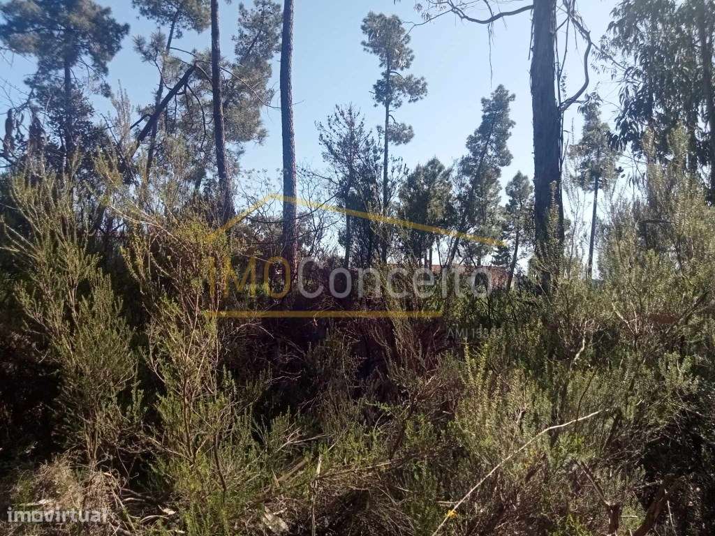 Terreno Rustico| Casal dos Tomazes| São Pedro de Tomar - Grande imagem: 5/20