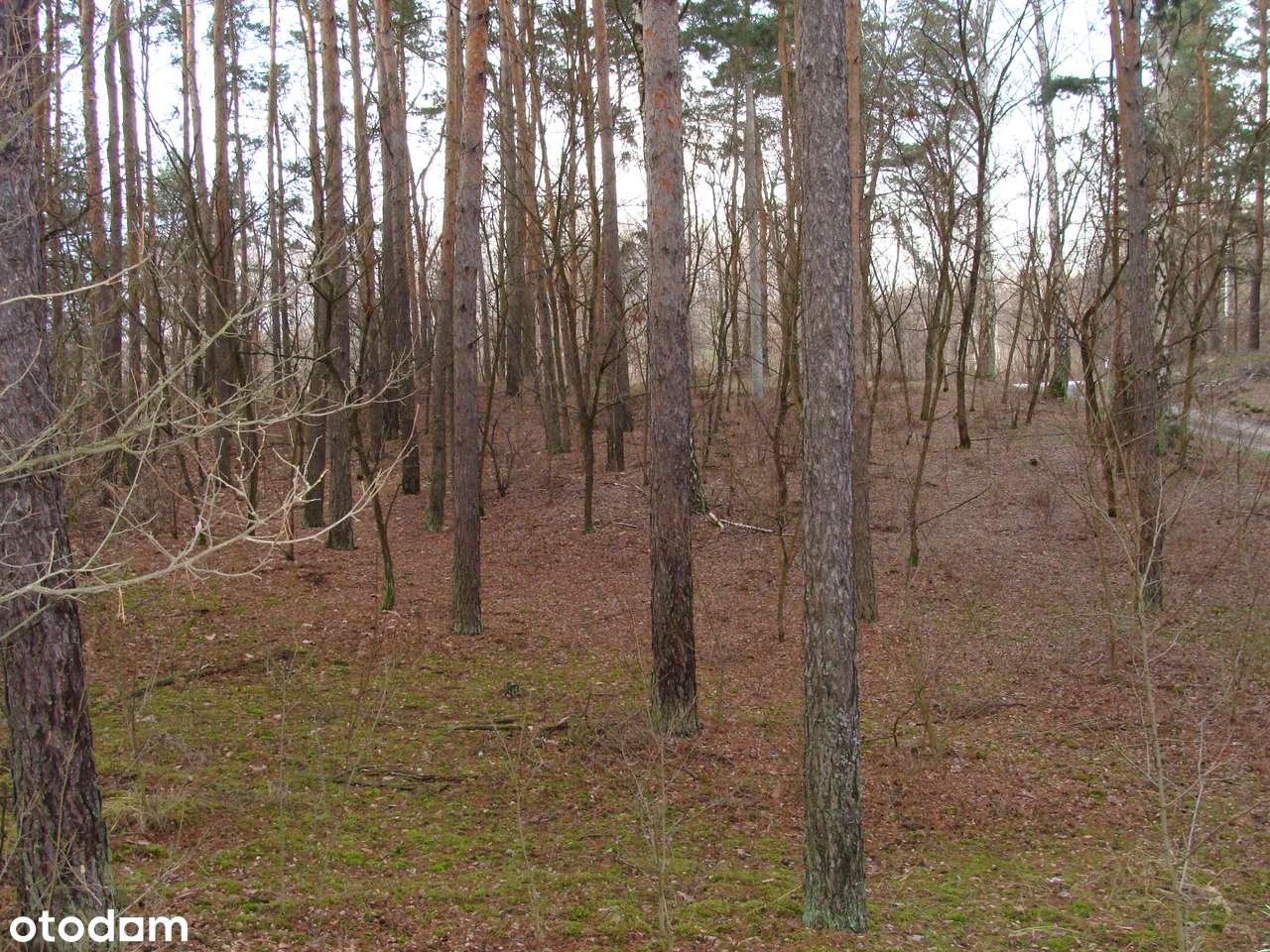 Wyjątkowa działka budowlana z lasem - Augustówek / Dębina - Pełny obrazek: 4/5
