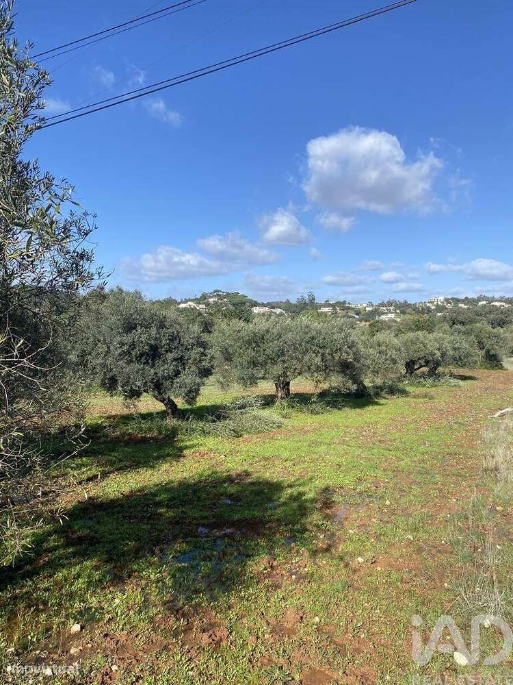 Terreno Agrícola em São Brás de Alportel - Grande imagem: 3/10