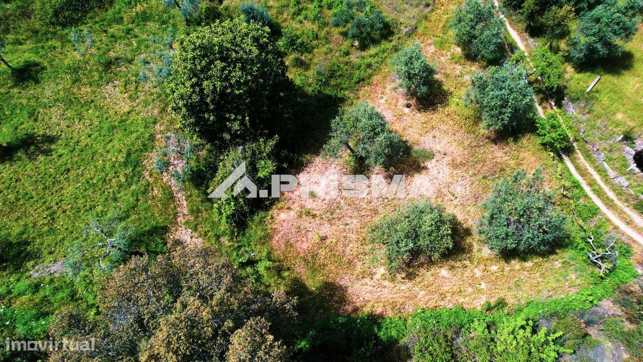 Terreno Rústico para Venda em Sarzedas - Grande imagem: 3/15