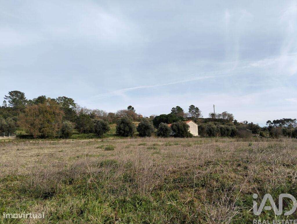 Terreno em Tomar (São João Baptista) e Santa Maria dos Olivais de 1308 - Grande imagem: 5/28