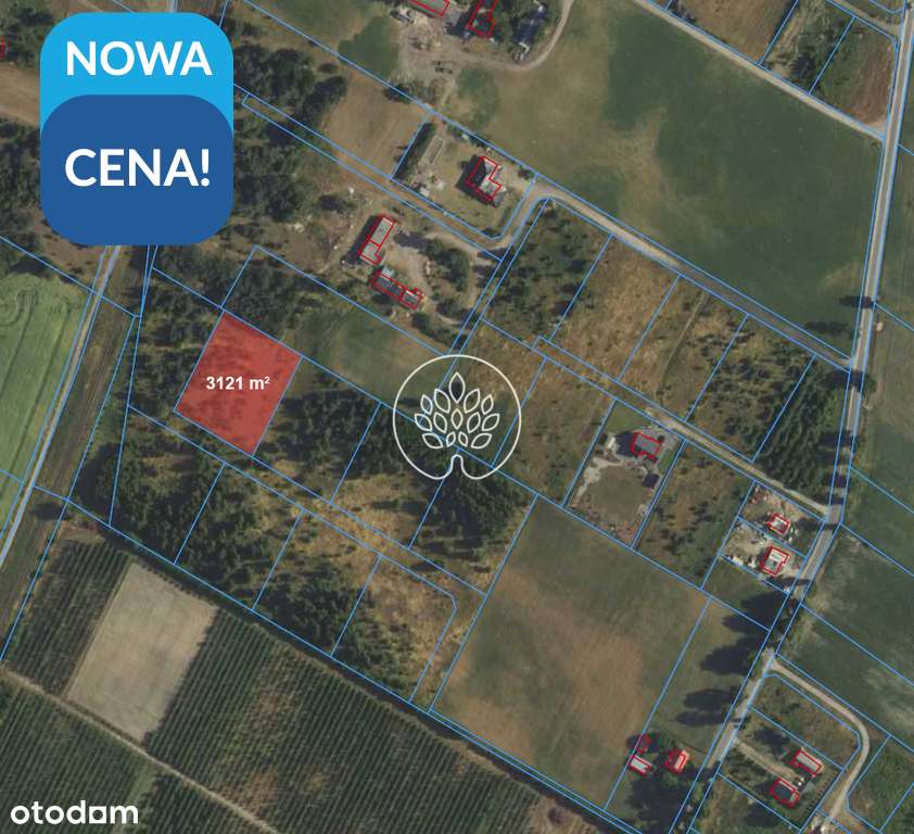 Stronno działka 3121m2 - Pełny obrazek: 1/1