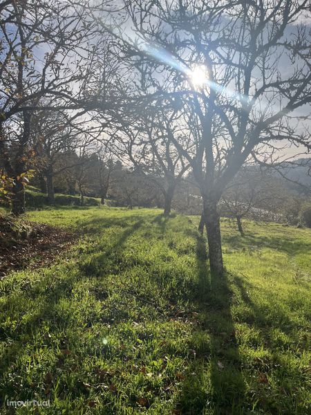 Terreno com Souto e cultivo junto á IP2 Trancoso, com acesso a agua