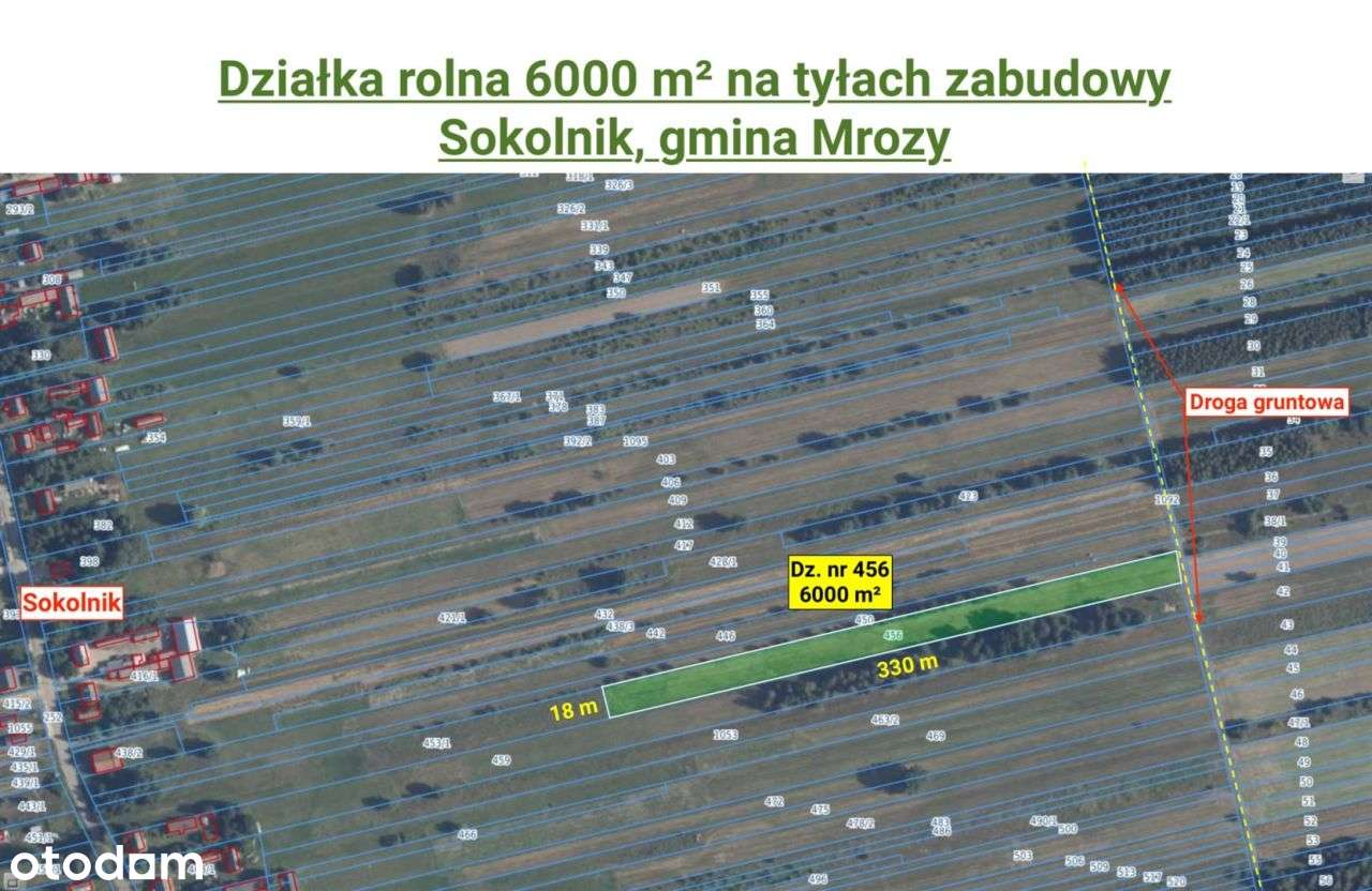 Działka rolna 6000 m², Sokolnik, gm. Mrozy - Pełny obrazek: 2/11