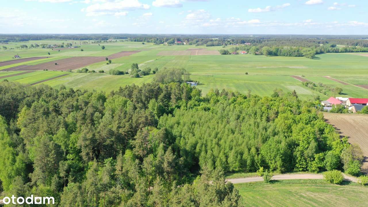 Super okazja - las w Starym Cydzynie w super cenie - Pełny obrazek: 2/9