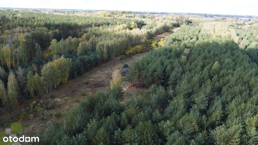 Działka3332m2z Wz,prąd,woda,las blisko Mszczonowa - Pełny obrazek: 5/6