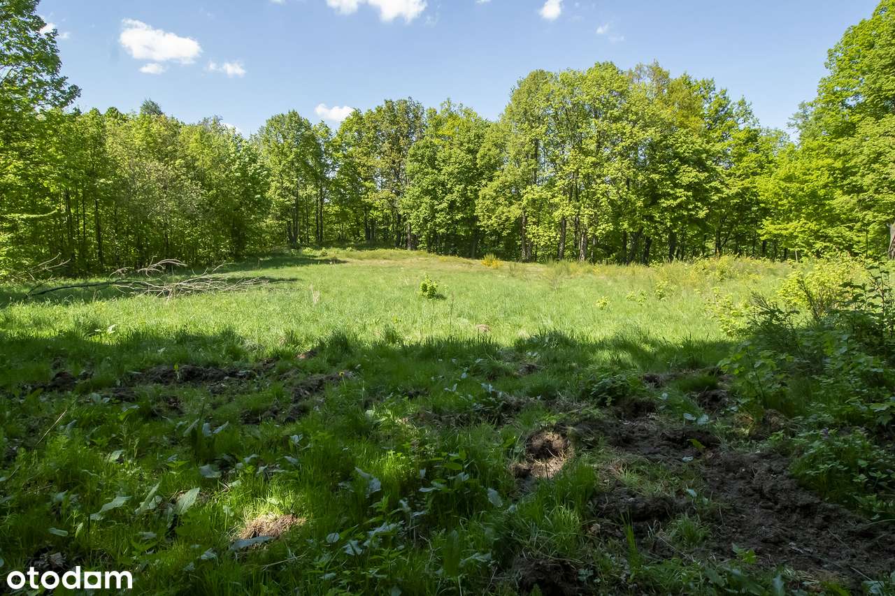 Działka na sprzedaż, 4250m², Jarnołtówek - Pełny obrazek: 4/5