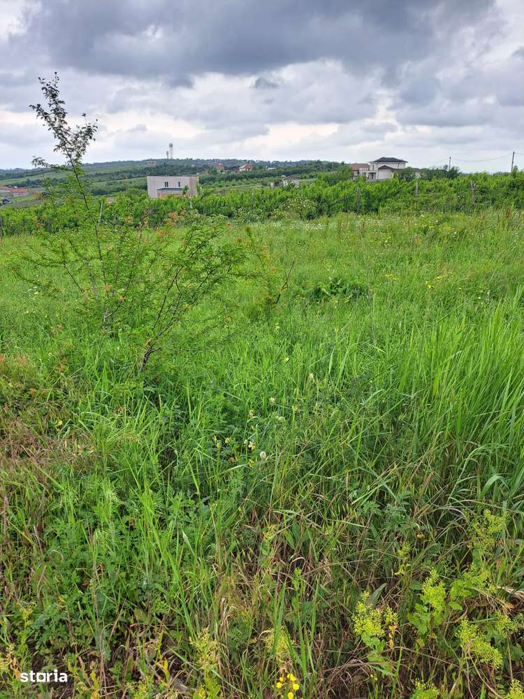 Teren intravilan 806 mp în Saldabagiu de Munte com. Paleu - Imagine principală: 4/7