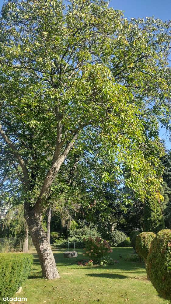 Dom z potencjałym inwestycyjnym na działce 1470 m2 | Jelonki - Pełny obrazek: 4/14