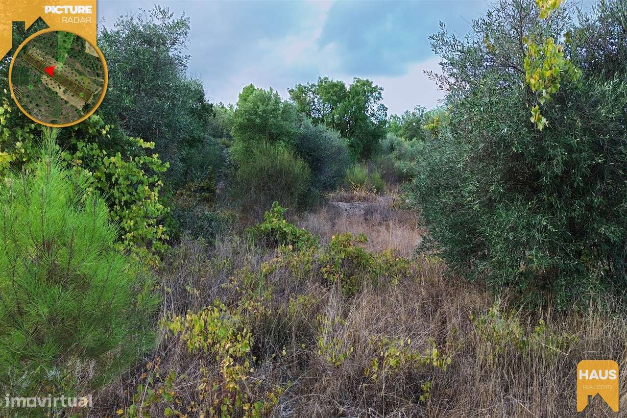 Terreno Rústico 2.300m² c/ Muros de Pedra – Juncal do Campo-10