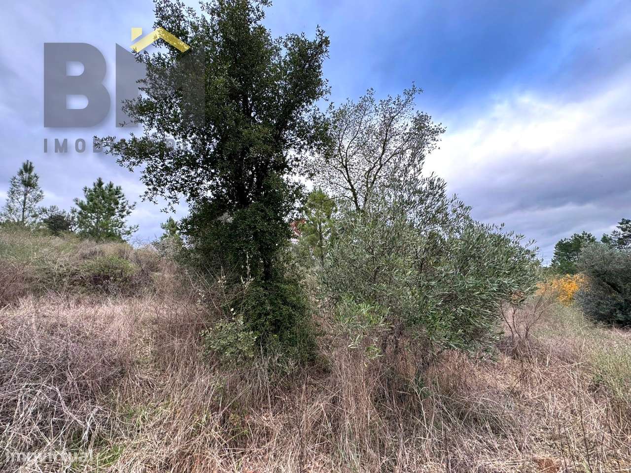 Terreno Rústico  Venda em Salgueiro do Campo,Castelo Branco - Grande imagem: 5/10