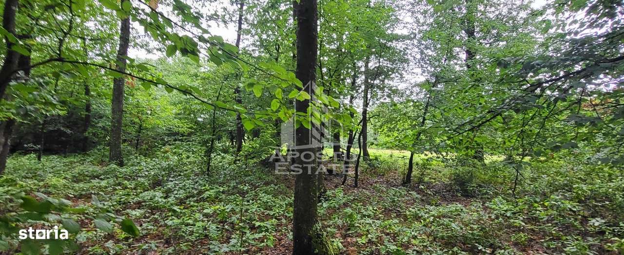 Teren mixt de 8.600 mp, ideal pentru investitie, Cuied - Imagine principală: 4/4