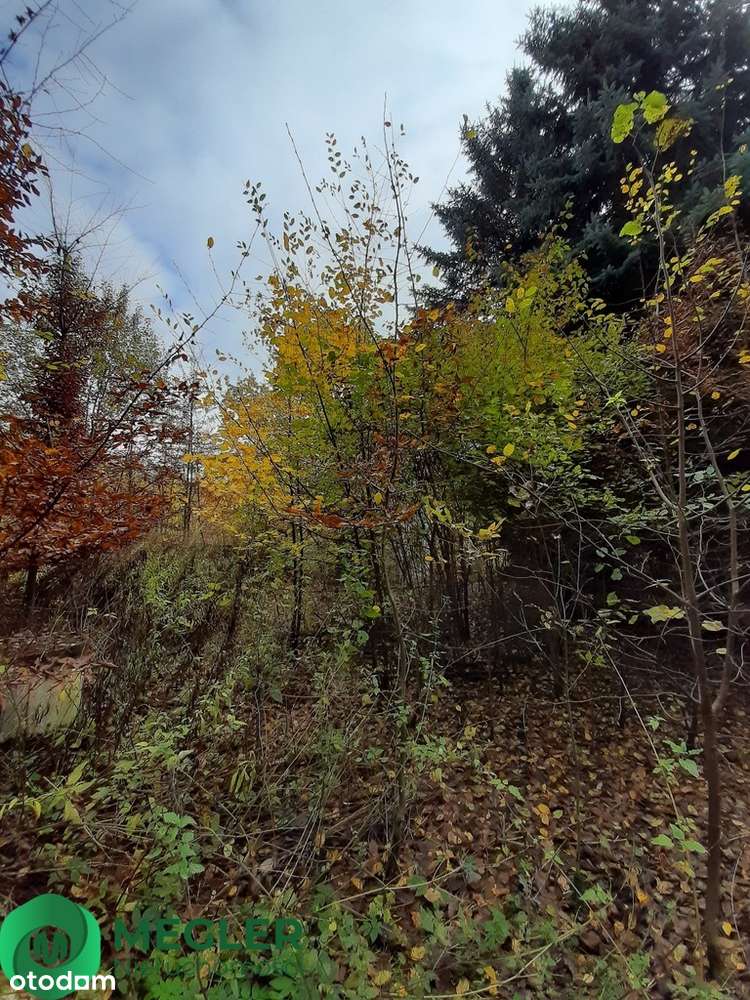 Działka w otulinie lasu-2