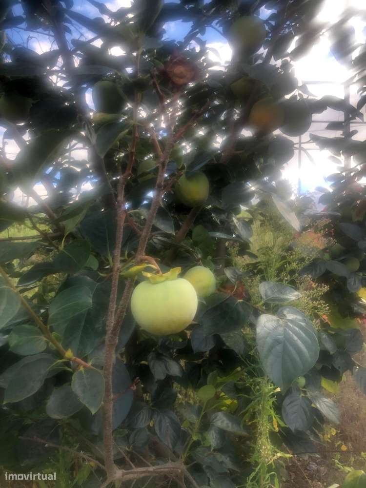 Casa de campo - 6 km do Rio Douro - Régua-13