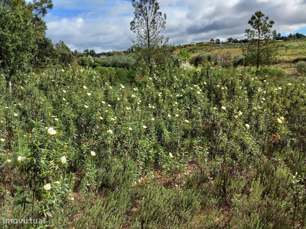 Terreno Rustico Ninho do Açor - Grande imagem: 2/19