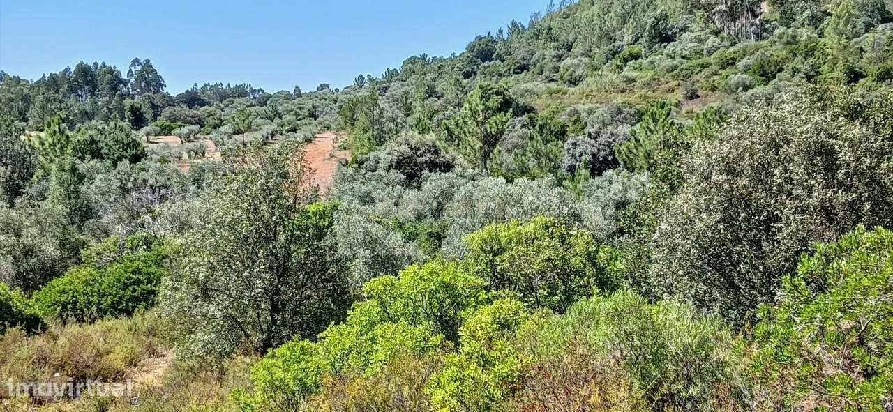 Terreno rústico ideal para olival - Fátima - Grande imagem: 4/13