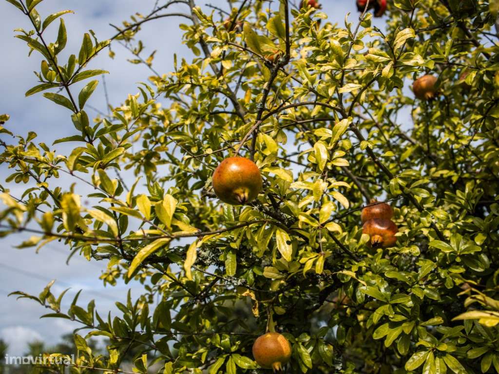 ** Fantástico Monte Alentejano com 50.000m2 Próximo a Maravilhosa C...-39