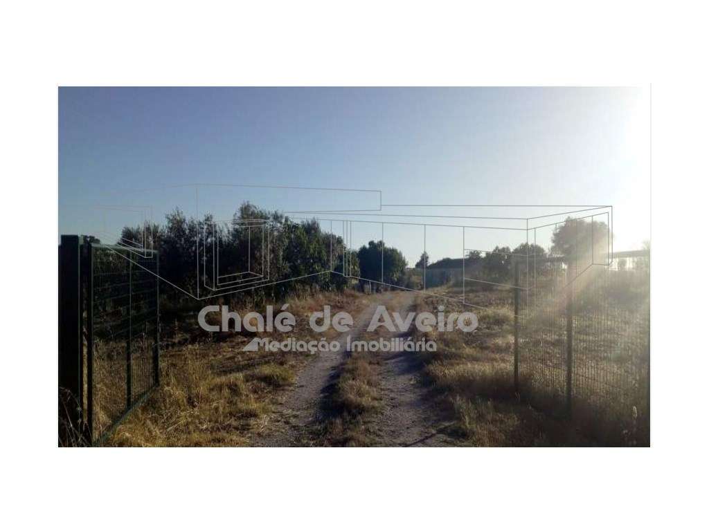Herdade em Portalegre Com 200 Oliveiras (Nisa)-11