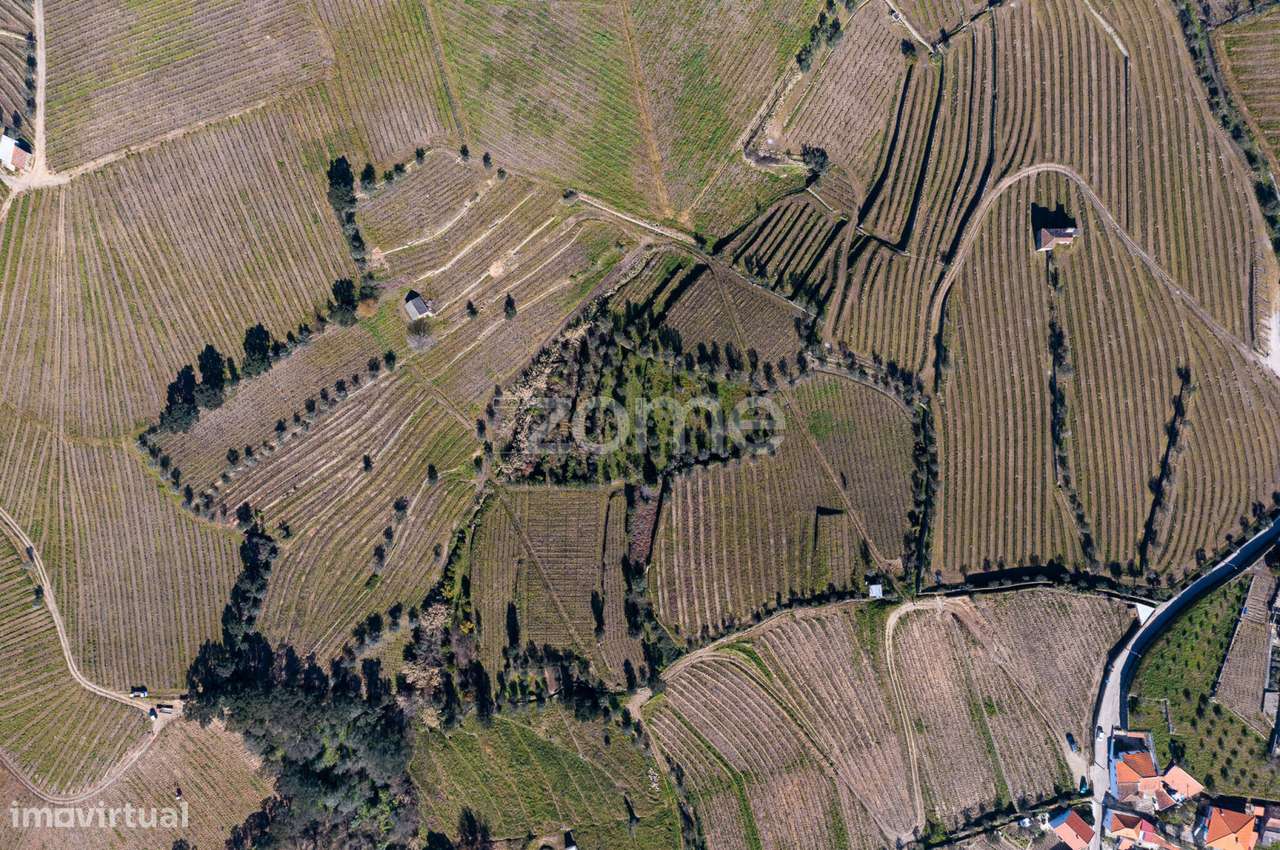 Quinta na Régua para produção vinícola - Grande imagem: 3/20